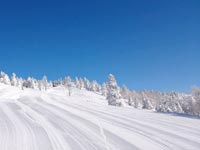 国内でも有数のパウダースノー「粉雪の万座」として知られます。